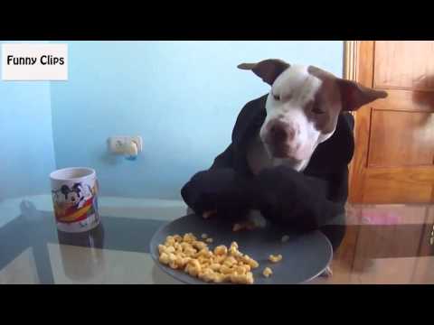 Watch Funny Videos Funny Animal Odin Eating Like a Person Video