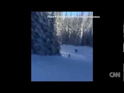 Watch North America Snowboarders take on moose News Video Video