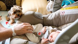 Watch Dogs Meeting Babies for the First Time Compilation Video