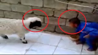 Watch Video Lucu Manusia Vs Binatang Bikin Ngakak Video