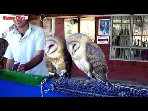Watch Funny Videos Of Funny Animals Compilation 2015   NEW Video
