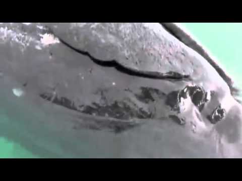 Watch Rare conjoined whales wash up in Baja, California lagoon News Video Video