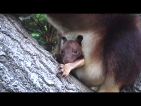Watch Raw- Rare Baby 'Roo Makes Its Debut in Sydney News Video Video