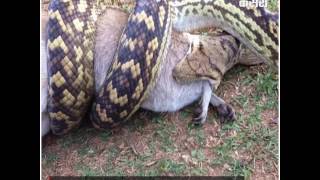 Watch Shocking- A python swallows a Kangaroo in Queensland, Australia! Video