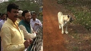 Watch Environment Minister Prakash Javadekar inaugurates tiger safari in Madhya Pradesh - News Video Video