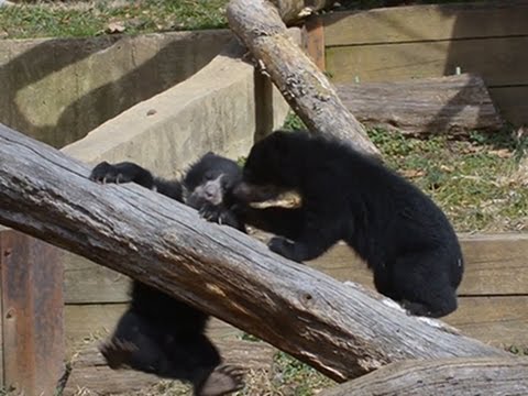 Watch Raw- Andean Bear Cubs Debut at National Zoo News Video Video