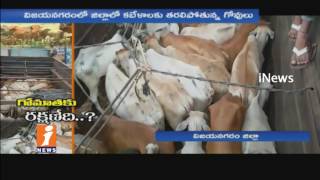 Watch Cows Protection Reduced In Vizianagaram | Govt Neglects | iNews Video