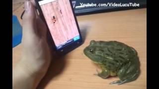 Watch Lucu Kodok Main Game Video