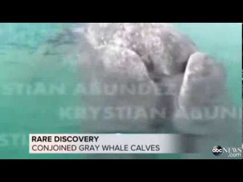 Watch Conjoined Whale Discovery Could Be a First News Video Video