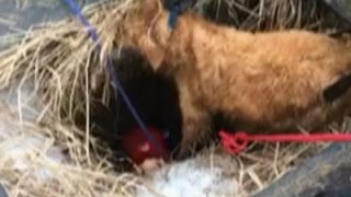 Watch Raw- Pa. Firefighters Rescue Dog From Sinkhole News Video Video