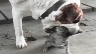Watch Animal Fighting FUNNY VIDEO Compilations Video