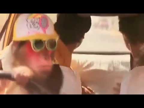 Watch Monkey drives car - Ishq - Bollywood Movie Comedy Scene Video