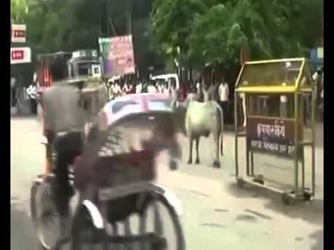 Watch whatsapp videos tufanai buffalo Video