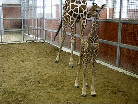 Watch Raw- Dallas Zoo Welcomes Baby Male Giraffe News Video Video