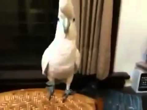Watch Parrot Got Moves :) - Best Funny Video Video