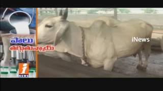 Watch Milk Production Deficit Increasing In India Due To Lack Of Grass | iNews Video