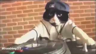 Watch Video Lucu  -  DJ Kucing  (House Musik Dugem) Video