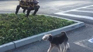 Watch Raw: Real Dog Meets Robot Dog Video