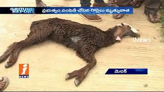 Watch Farmers Worrying Over Govt Distributing Sheeps Died in Medak | Ground Report | iNews Video