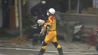 Watch Raw- Dog Rescued from Taiwan Earthquake Rubble News Video Video