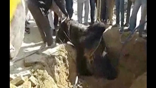 Watch 18 à¤«à¥€à¤Ÿ à¤—à¤¹à¤°à¥‡ à¤—à¤¢à¥à¤¢à¥‡ à¤®à¥‡à¤‚ à¤—à¤¿à¤°à¥‡ à¤¸à¤¾à¤‚à¤¡ à¤•à¤¾ 'à¤°à¥‡à¤¸à¥à¤•à¥à¤¯à¥‚' Video