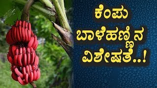 Watch Secrete benefits of Red Banana | Kannada Health Tips | Top Kannada TV Video