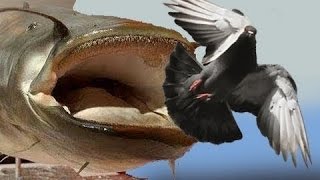 Watch CATFISH VS PIGEON AMAZING VIDEO Video