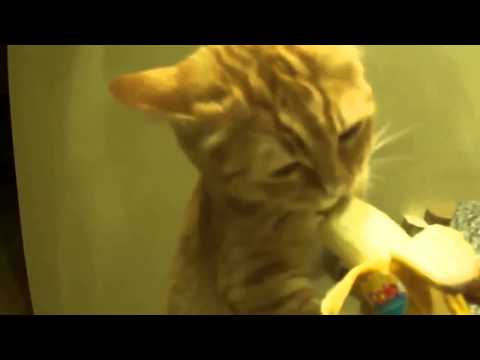 Watch Funny Videos - Funny Animal Funny Dogs and Cats The Best compilation Video