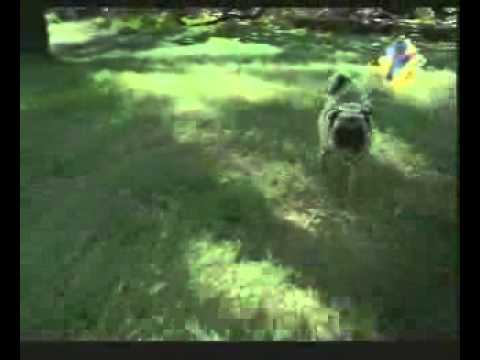 Watch Hutch - Now in Pink Video