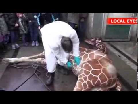 Watch Zoo kills healthy young giraffe, feeds to lions News Video Video