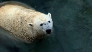 Watch Polar Bears Wander From Cincinnati Zoo Exhibit News Video Video