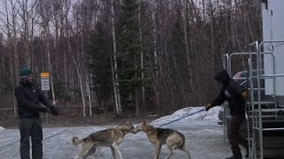 Watch Low Snow Causes Havoc Again with Iditarod News Video Video