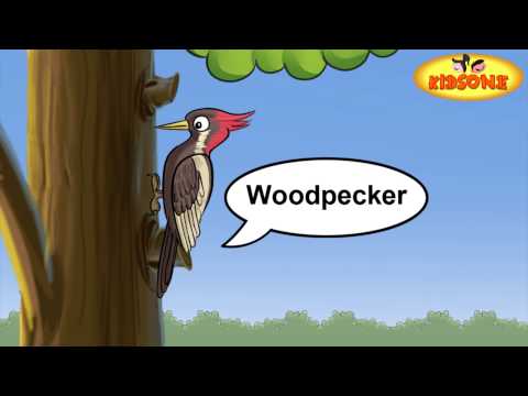 Watch Various Birds On Earth - Birds Activities Video