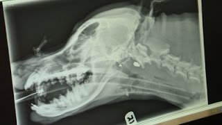 Watch Animal CSI: Forensic Vets Battle Pet Abuse Video