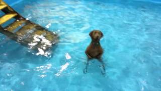 Watch Dog Standing in Pool has Seen Some Stuff Video