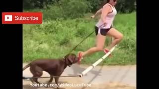 Watch Kompilasi Video Lucu Asli Bikin Ngakak Seneng Video