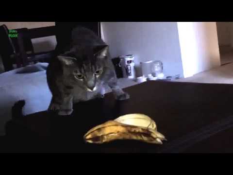 Watch Funny Cats Reacting to Bananas Compilation 2013 [NEW HD] - Best Funny Video Video