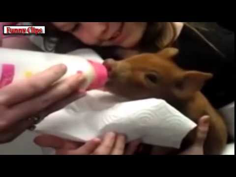 Watch Funny Animal - Ultimate Cute Micro Pig Compilation Video