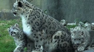 Watch Raw: Snow Leopard Cubs Make Debut at Ill. Zoo Video