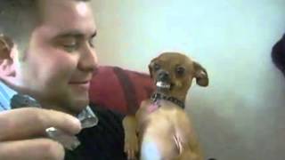 Watch Funny Angry Animals Video