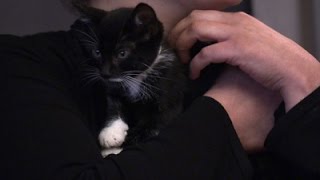 Watch 'Undateable' Actors Get Uber Kitten Delivery Video