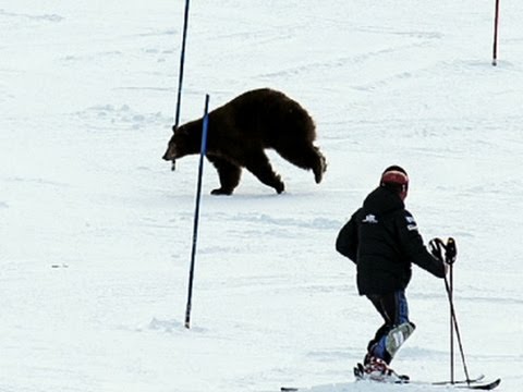 Watch Awake for Winter- Tahoe Bears Not Hibernating News Video Video