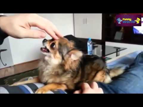 Watch Funny Dogs  Funny Compilation 2015 Speaking dogs Video