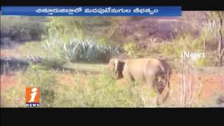 Watch Elephants Gang Hulchul In Chittoor | Destroys Crops | iNews Video