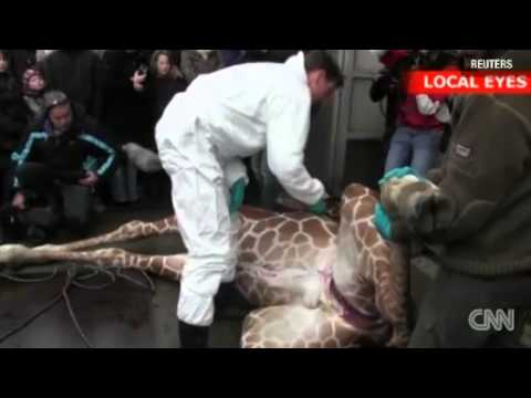 Watch Danish Zoo criticized for killing giraffe News Video Video