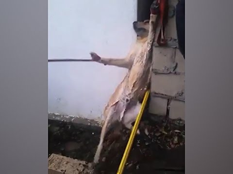 Watch Raw- Firefighters Rescue Dog Stuck Between Walls News Video Video