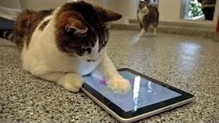 Watch Video Lucu - Kucing Main Ipad Video