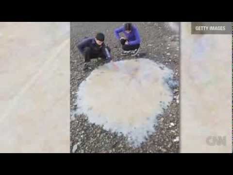 Watch See new species of snotty jellyfish News Video Video