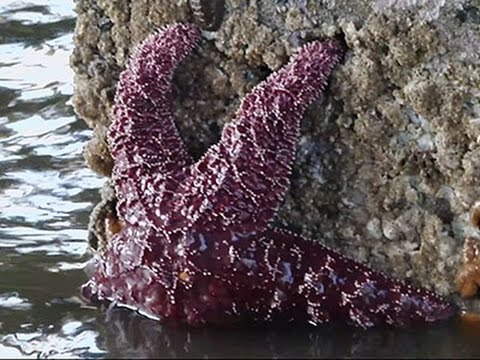 Watch Searching for Young Sea Stars After Mass Die-off News Video Video