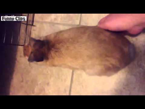 Watch Funny Videos - Funny Animals And Cute Bunny Rabbit Videos Compilation 2015 NEW Video